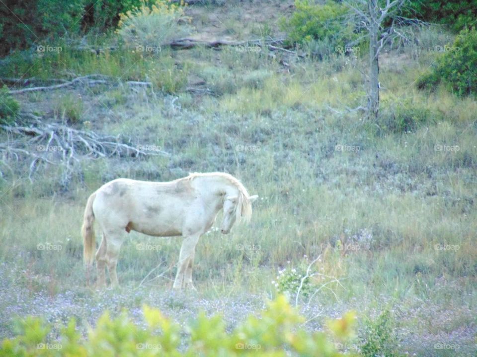 Beautiful white wild horse. 