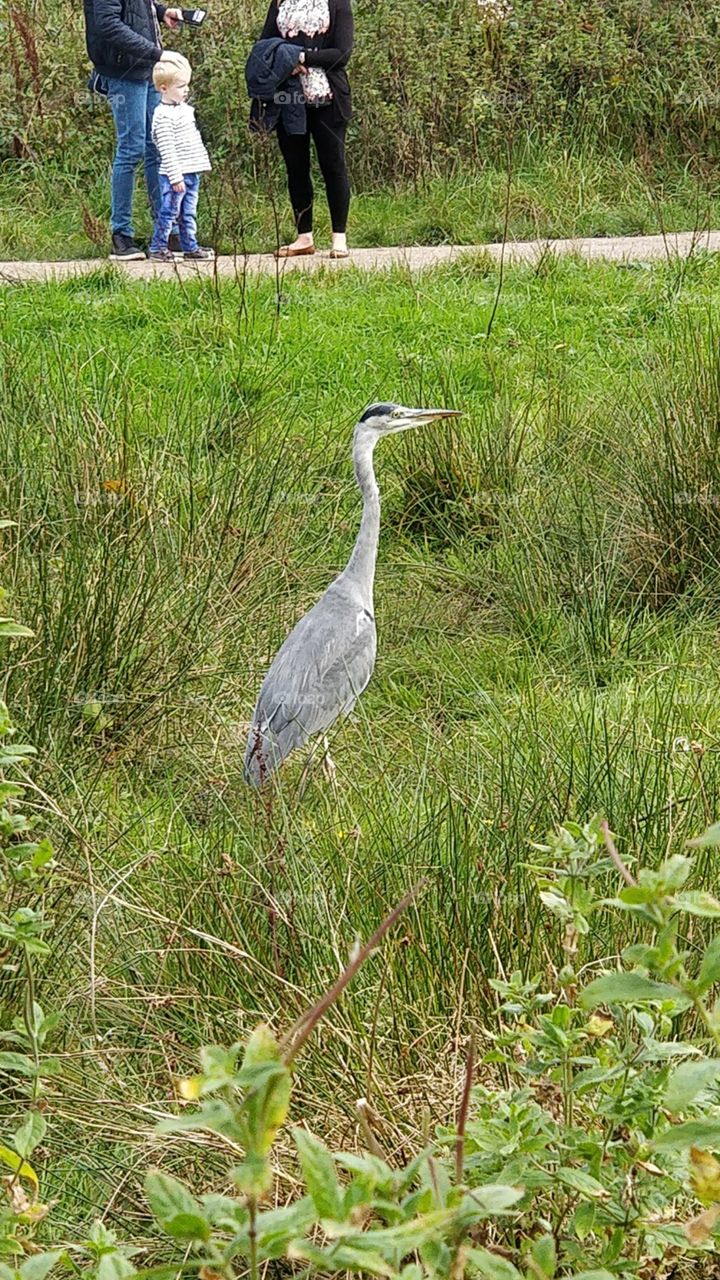 Heron