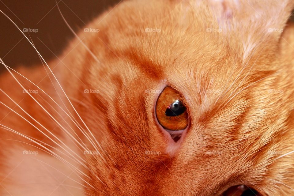 Ginger orange cat named Oran which is Japanese for orange.  She is looking at be with bright eyes!