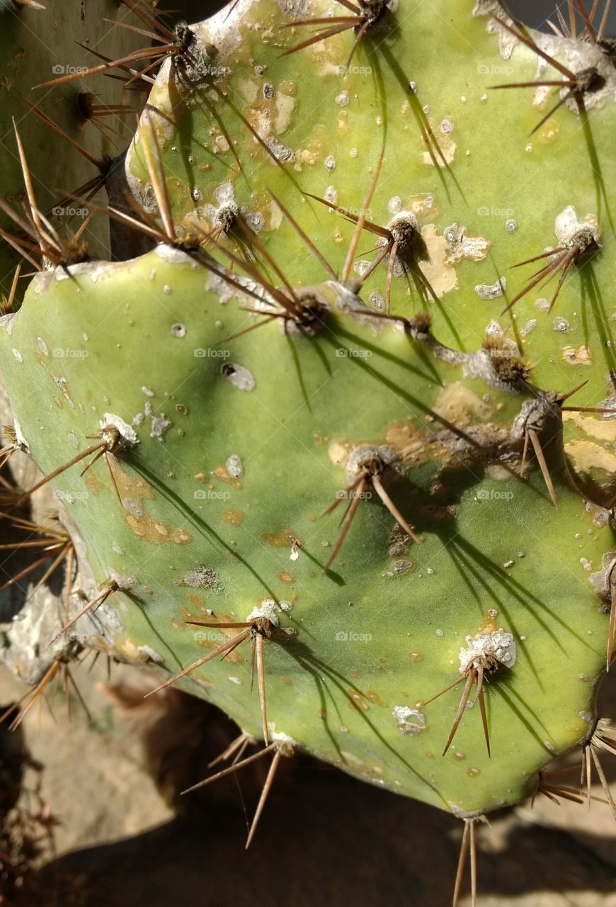 Cactus de fato