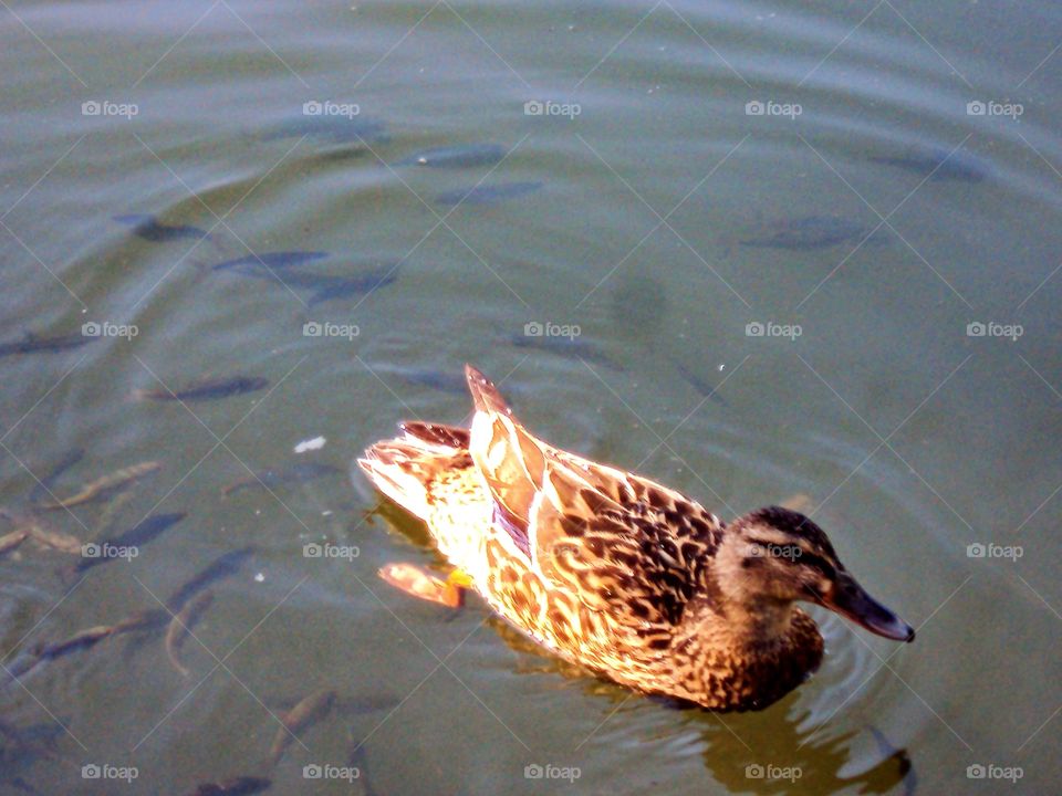 Duck swimming around the fishs.