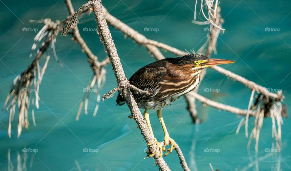 green heron