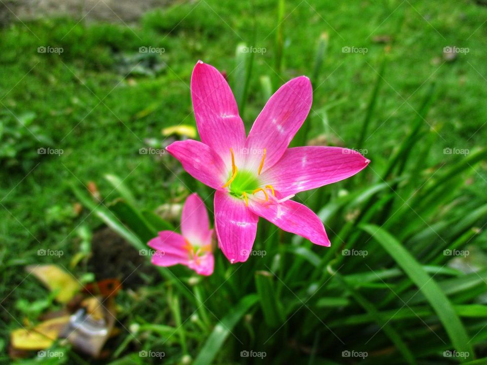 Zephyranthes carinata is commonly known as the rosepink zephyr lily or pink rain lily