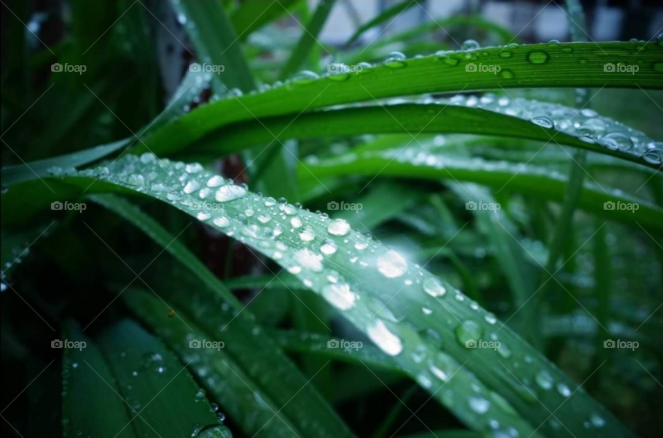 Gladiolus flower leaf