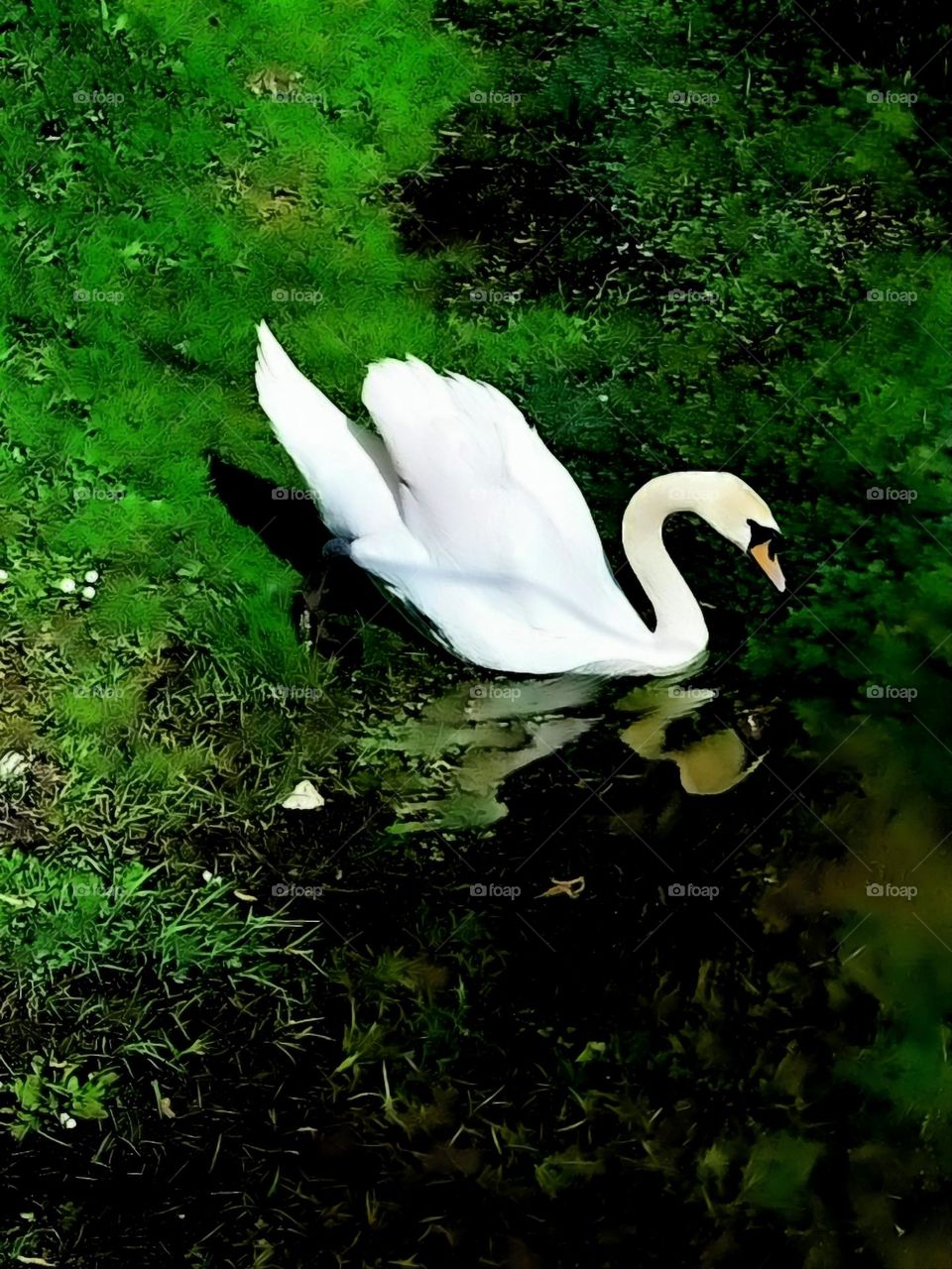 swan on the river