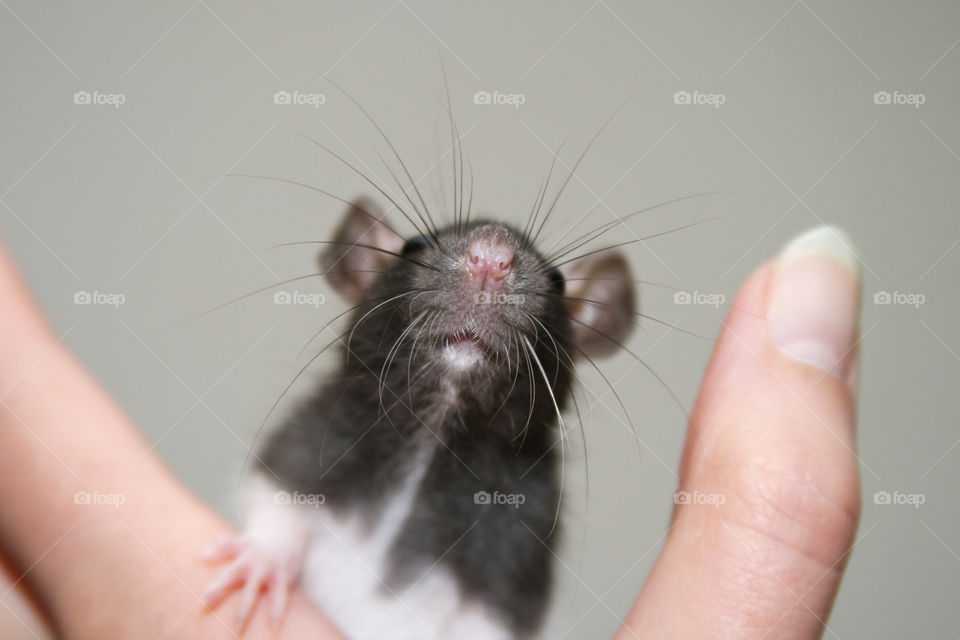 Baby Rat 