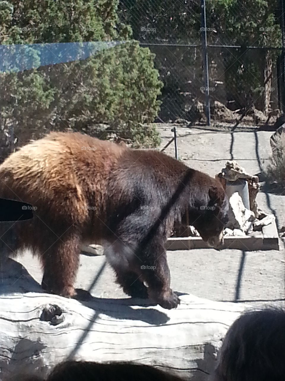 brown bear. day at the zoo