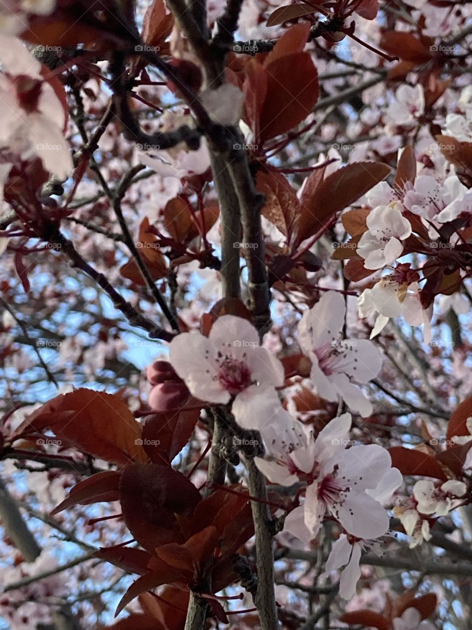 Springtime plum blossoms in bloom 