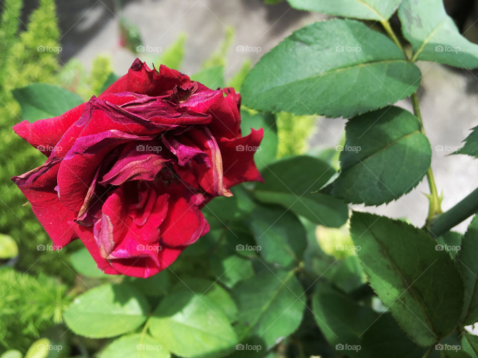 Withered red rose