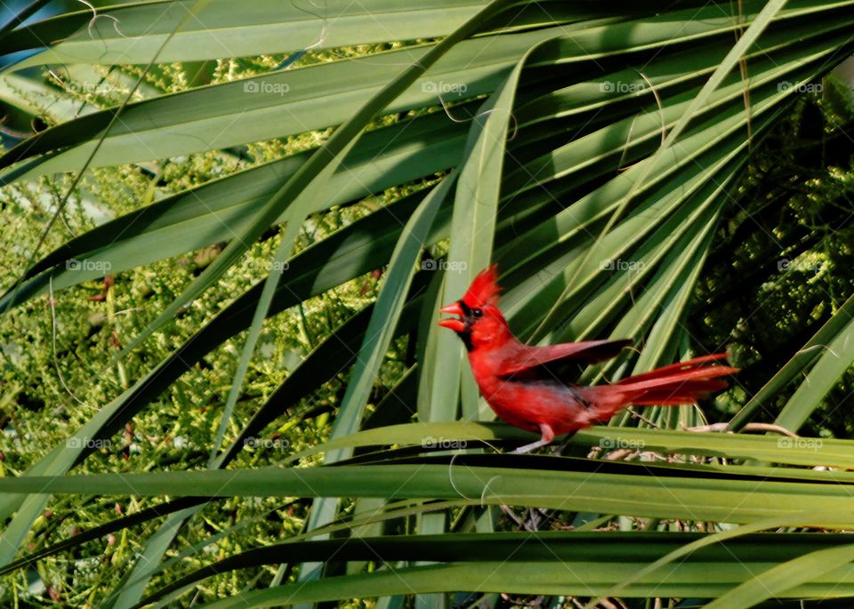 Cardinal Sounds Alarm. A Cardinal on a Palm branch chirps and flaps his wings as a hawk makes its presence known. 