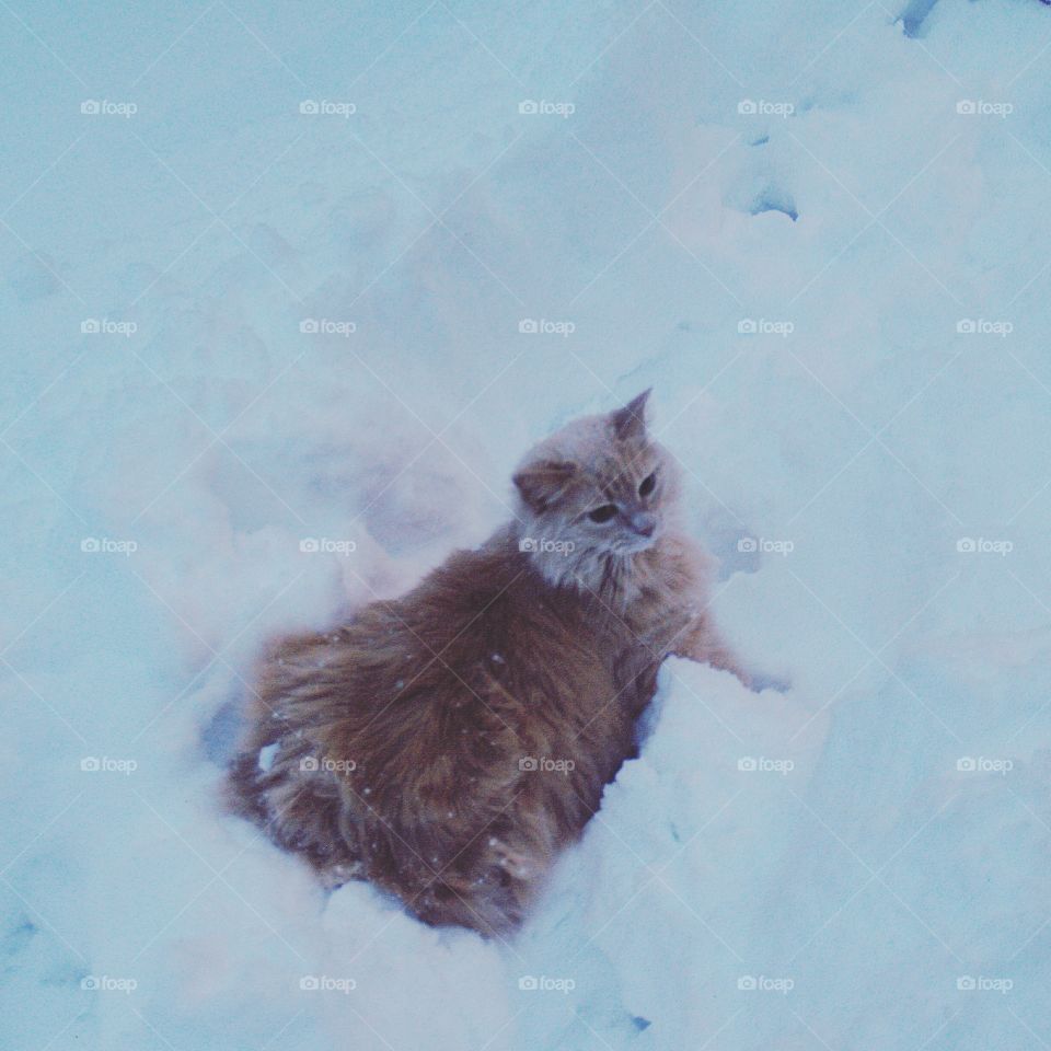 Cat in the snow