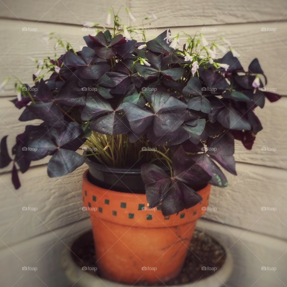 Purple clover in a terracotta pot in the corner of a house outside blooming