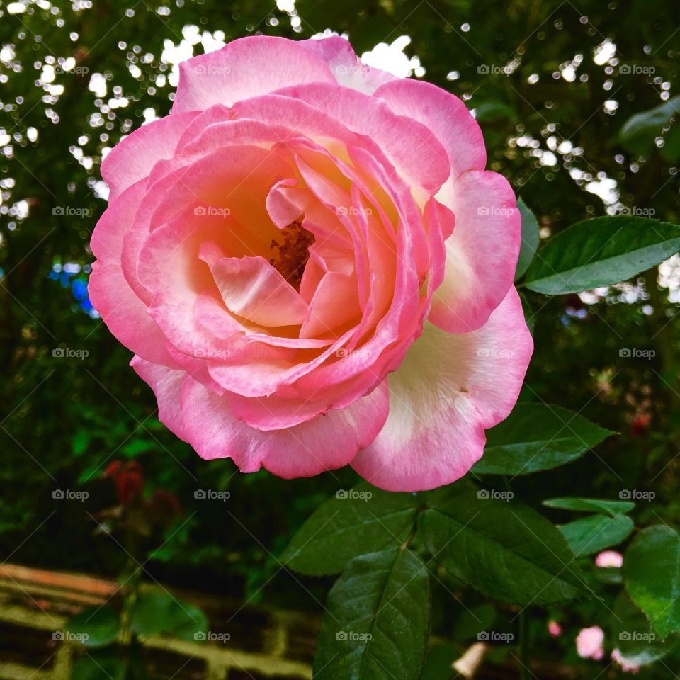 The beautiful two tone pink rose