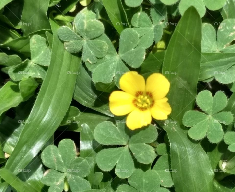 Little Yellow Flower
