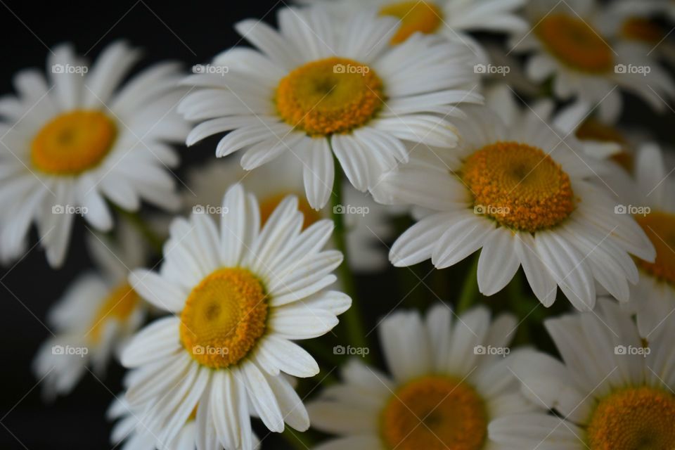 Nature, Flower, Summer, Flora, Chamomile