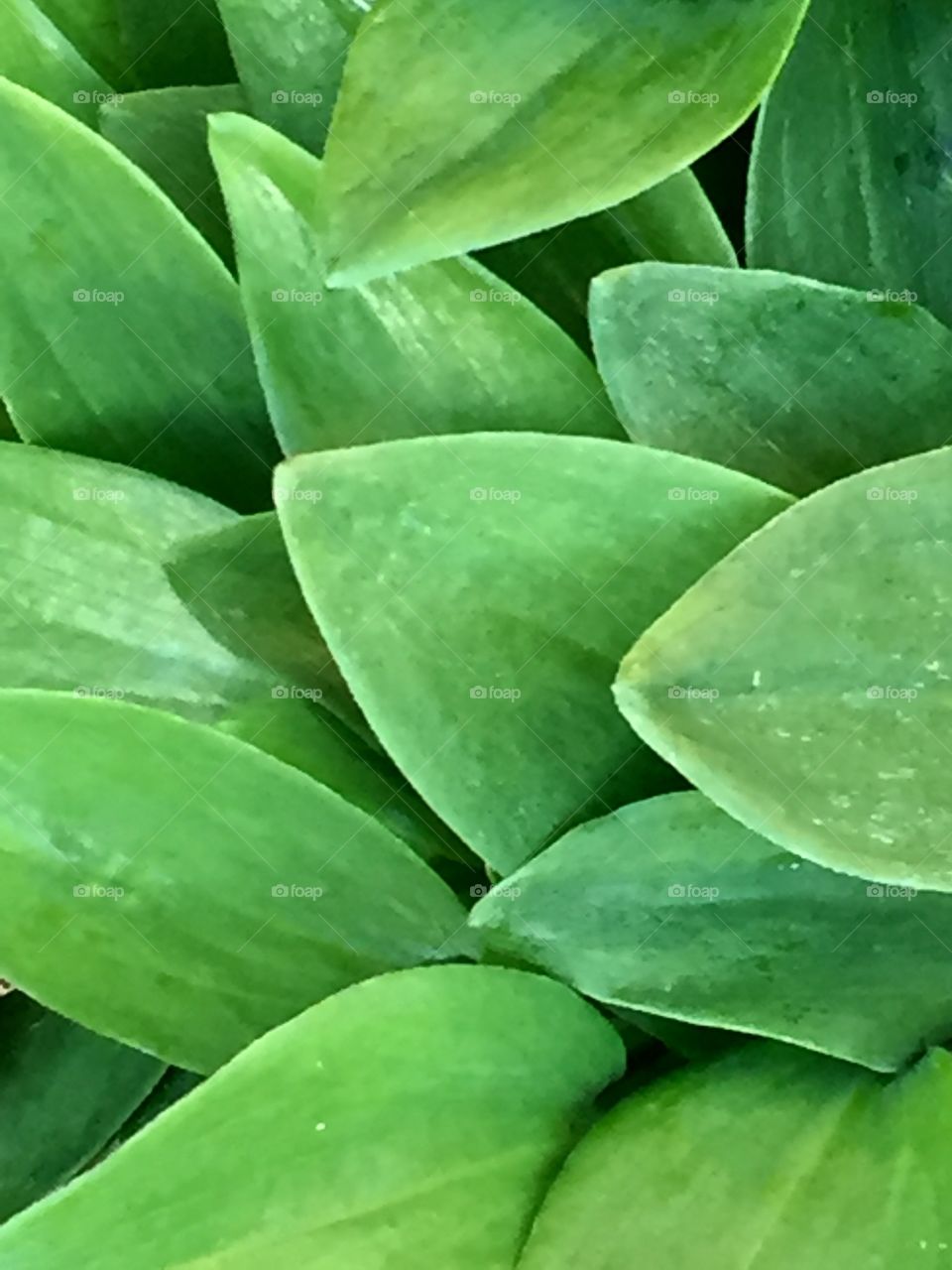Leaves