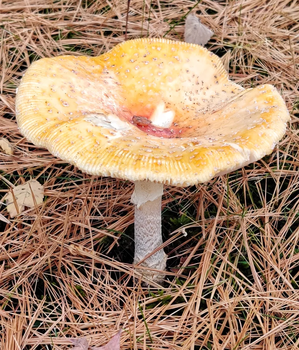 mushroom