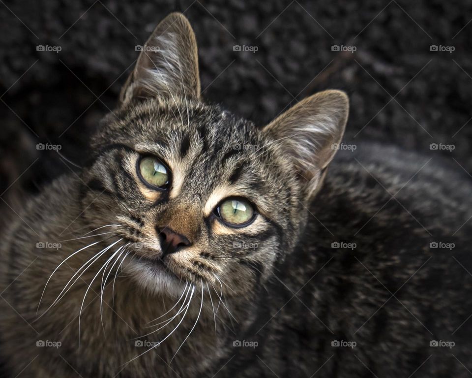Brown cat with bright green eyes looking at the camera
