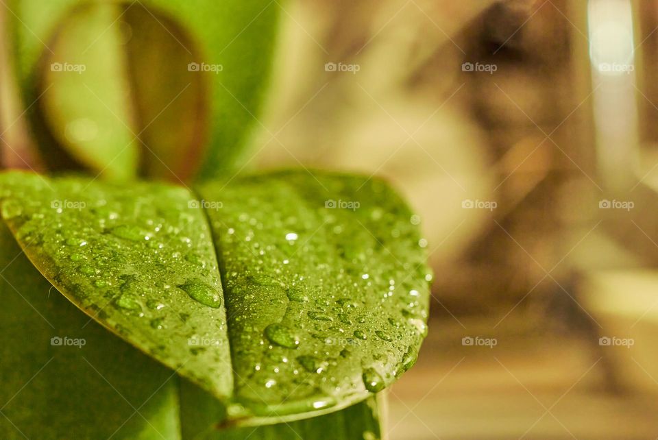 Leaf water drops on a perfect spring morning