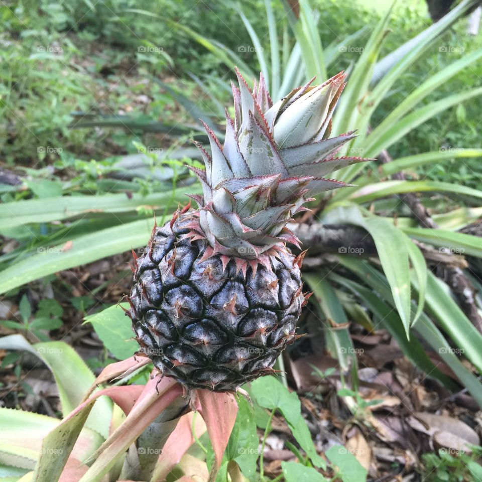 Pineapple tree