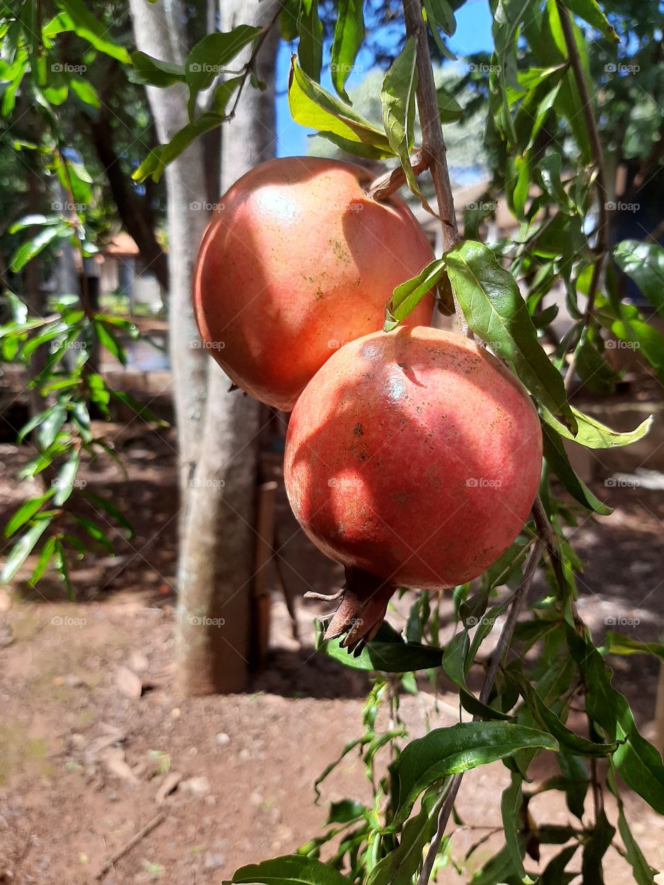 pomegranate