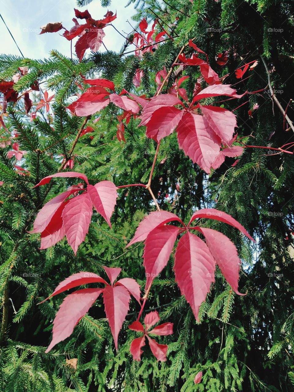 Red grape leaves on spruce branches.