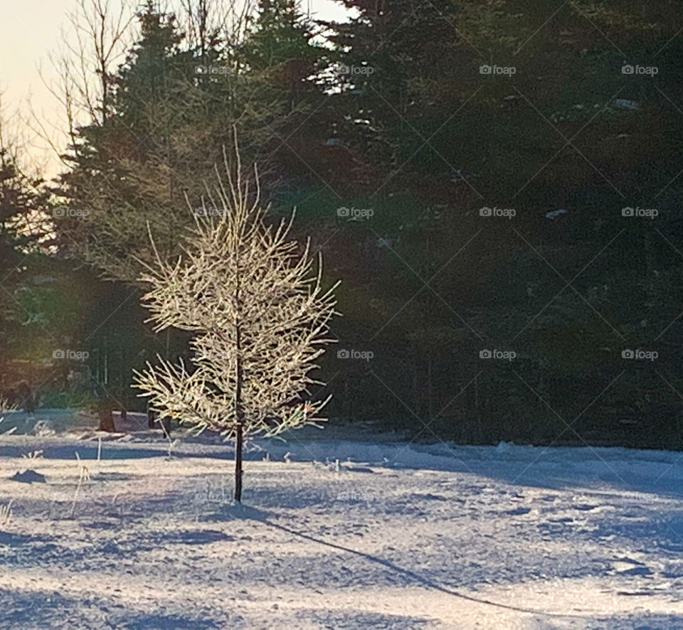 Sapin glacé ~ ice tree 🌲