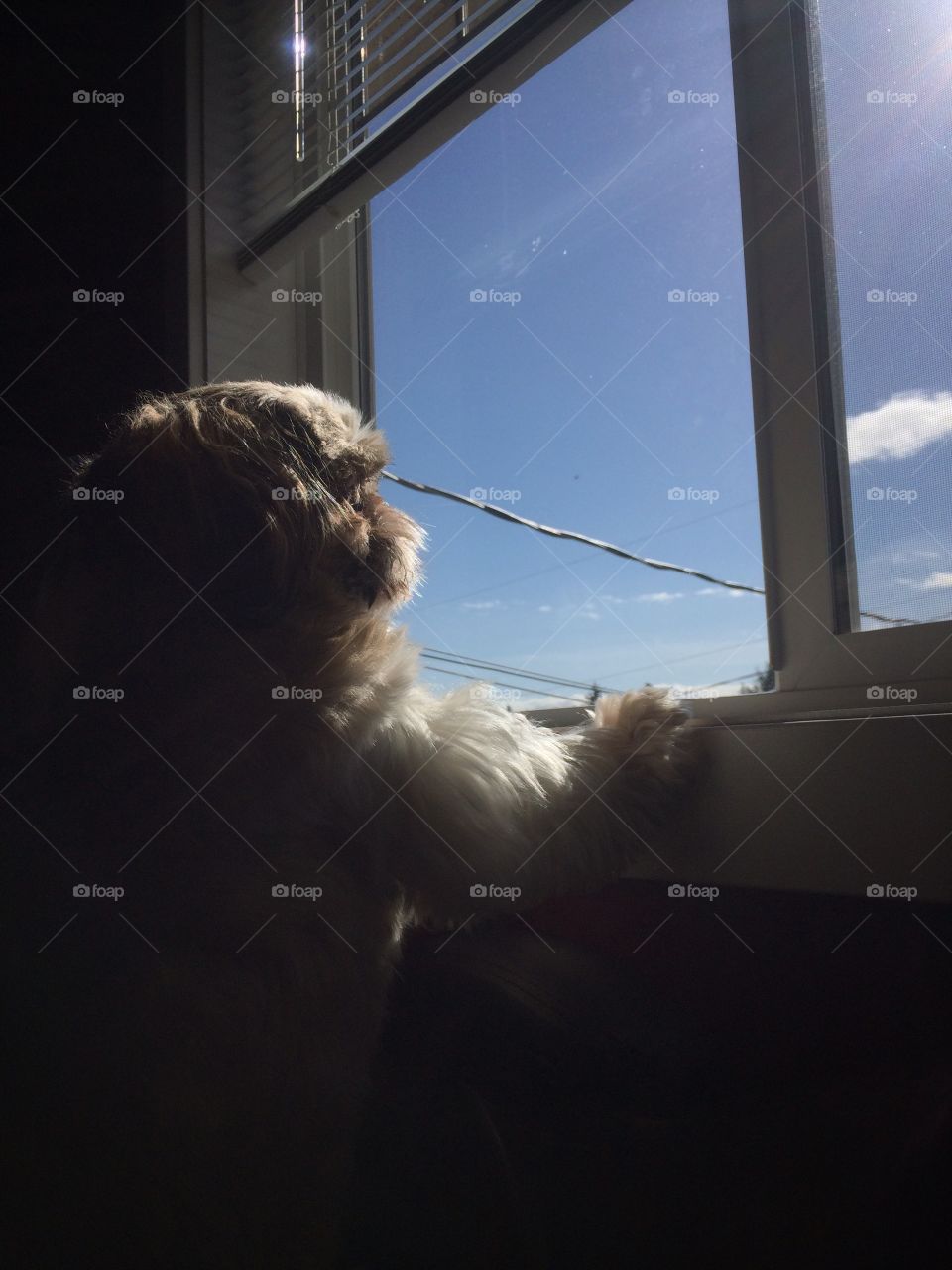 Dreaming of spring. A shih tzu stares out the window into the sunshine. 