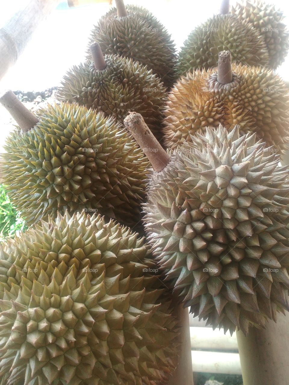 durian is one of the a delicious fruits.in Indonesia found many variety of this fruits.