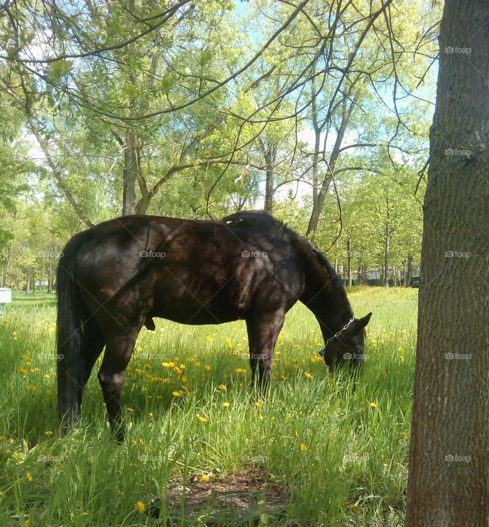 Mammal, Grass, Cavalry, No Person, Animal