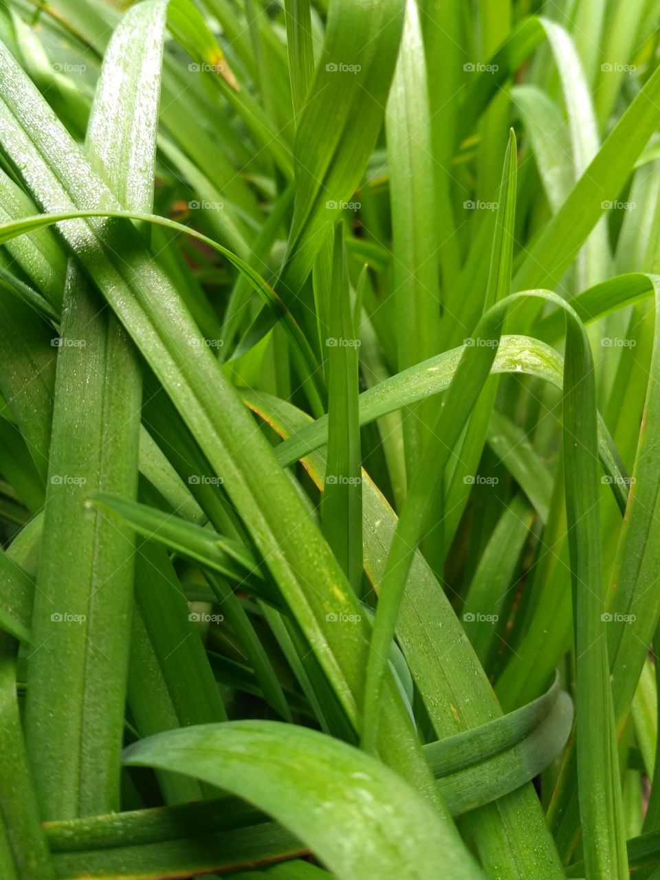 A day in Green Garden