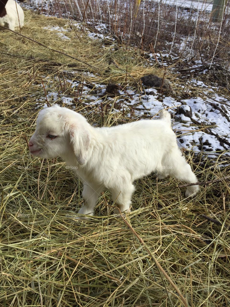 Snowy goat kid