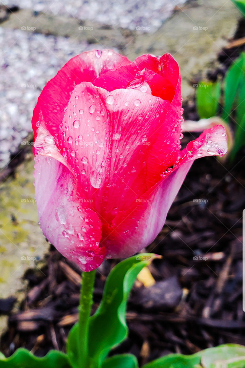 Flower after rain.