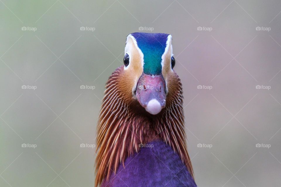 Mandarin duck close-up head shot