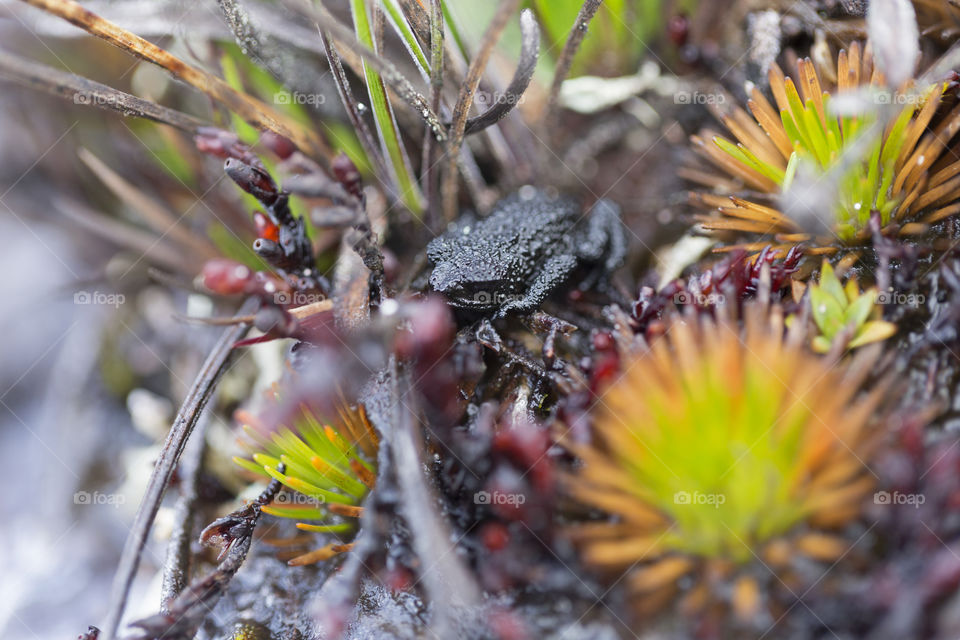 Frog on Mount Roraima in Venezuela ( Oreophrynella quelchii), Canaima National Park.