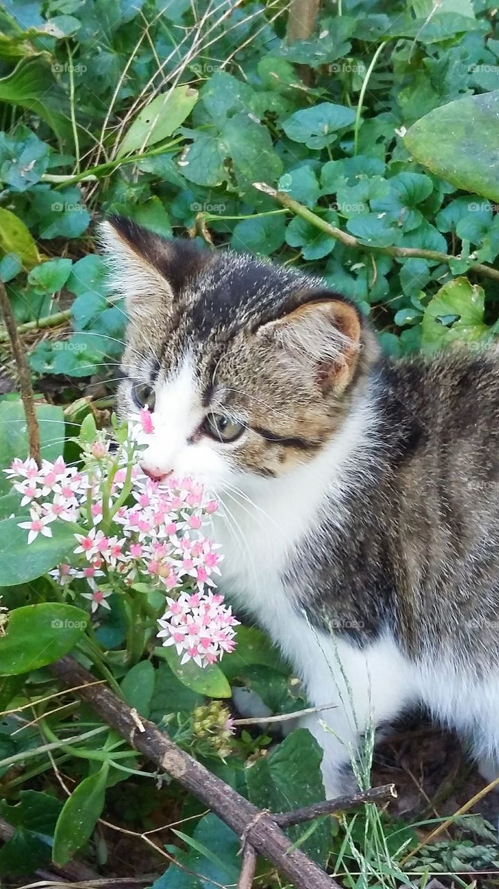 A cute kitten smells a flower.