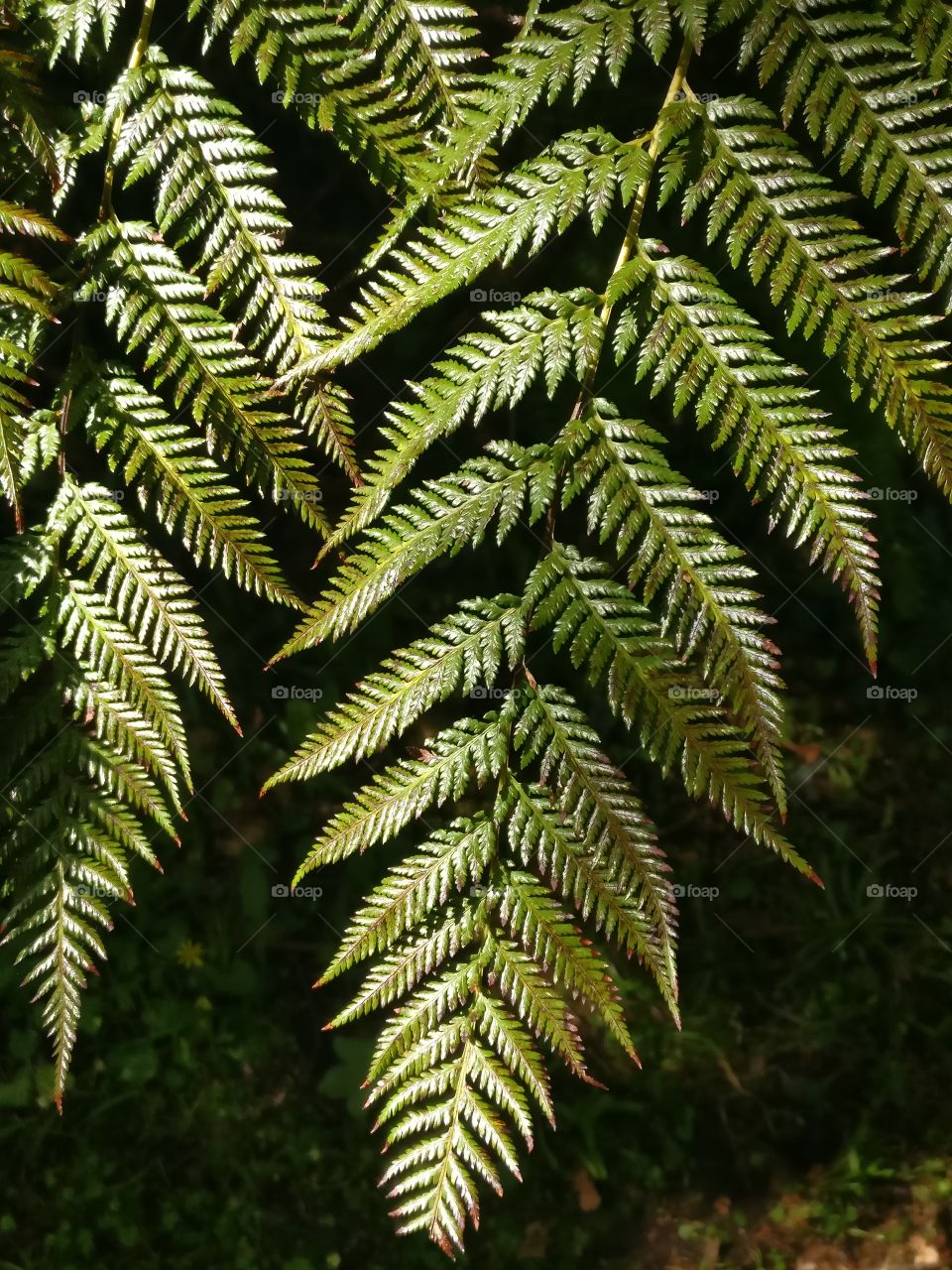 dark green fern