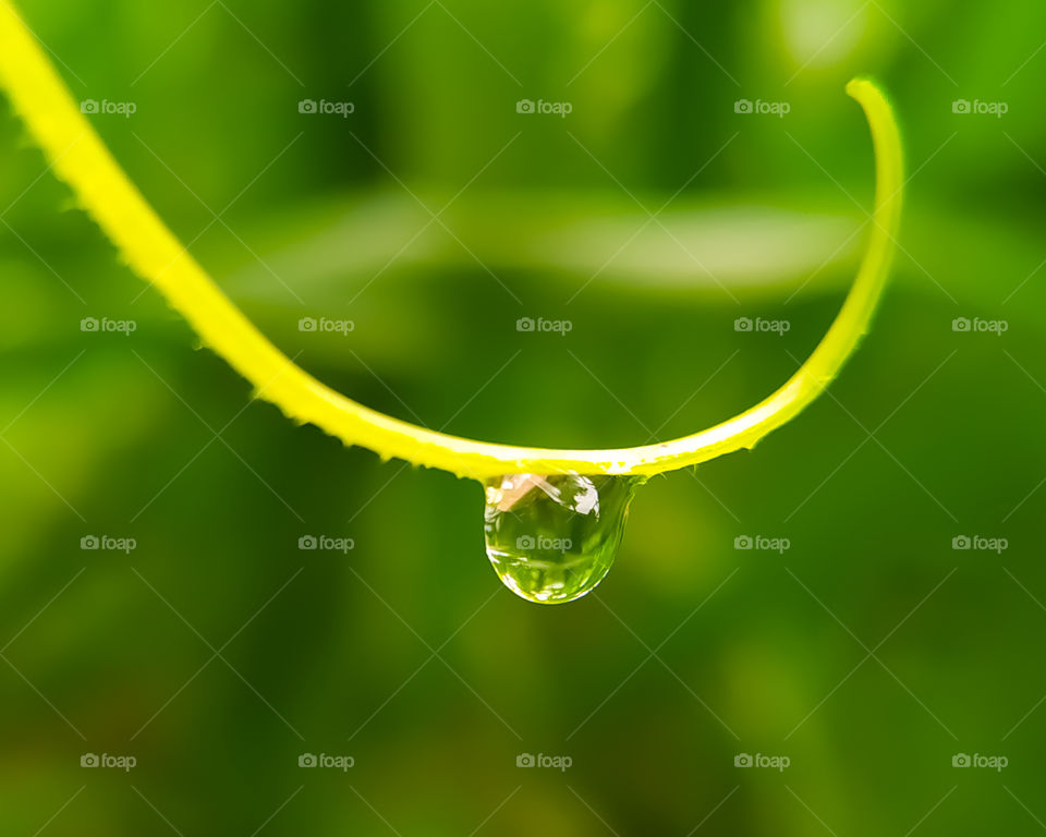 Drops of dew on a grass. background nature