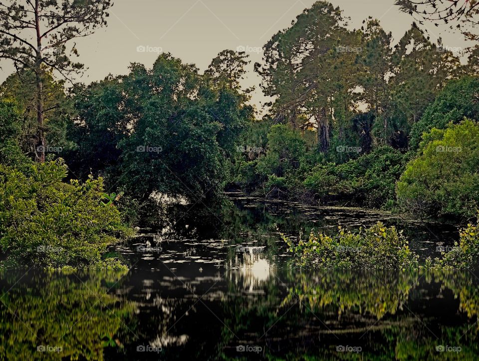  A creek through the forest reflecting the sunlight.