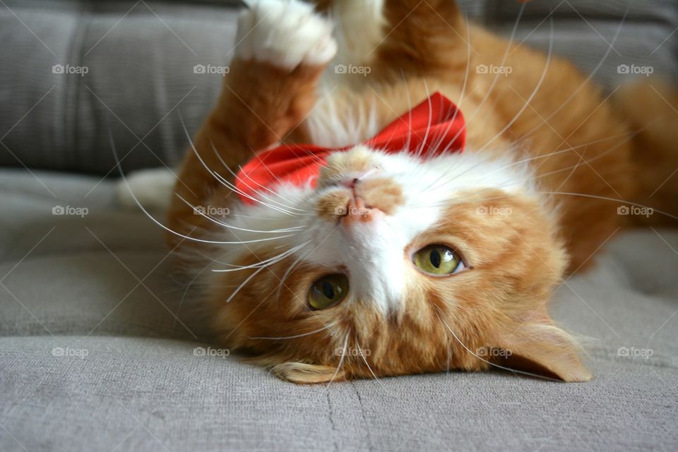 Cat lying on back with bow tie