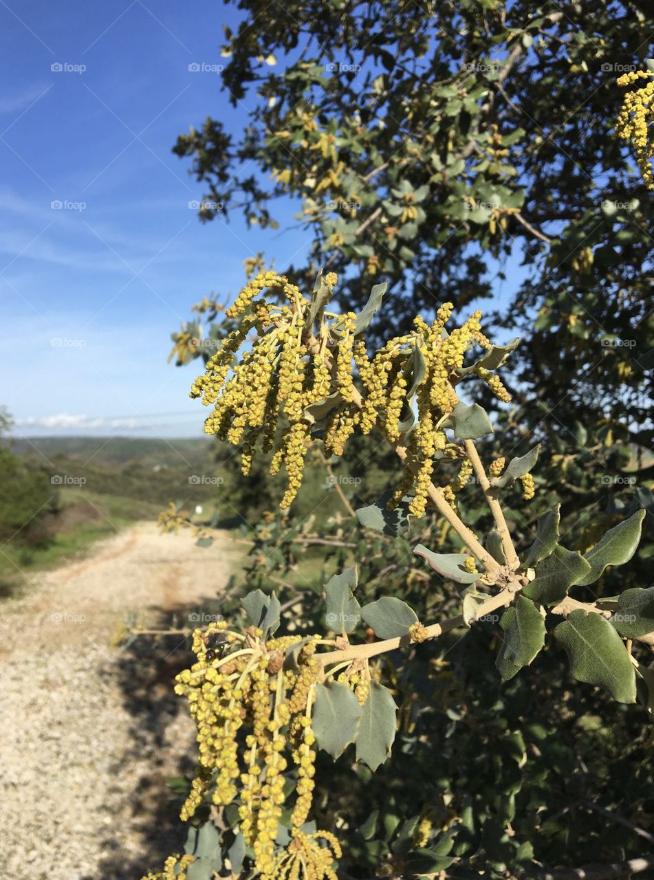 Natural decoration on trees 