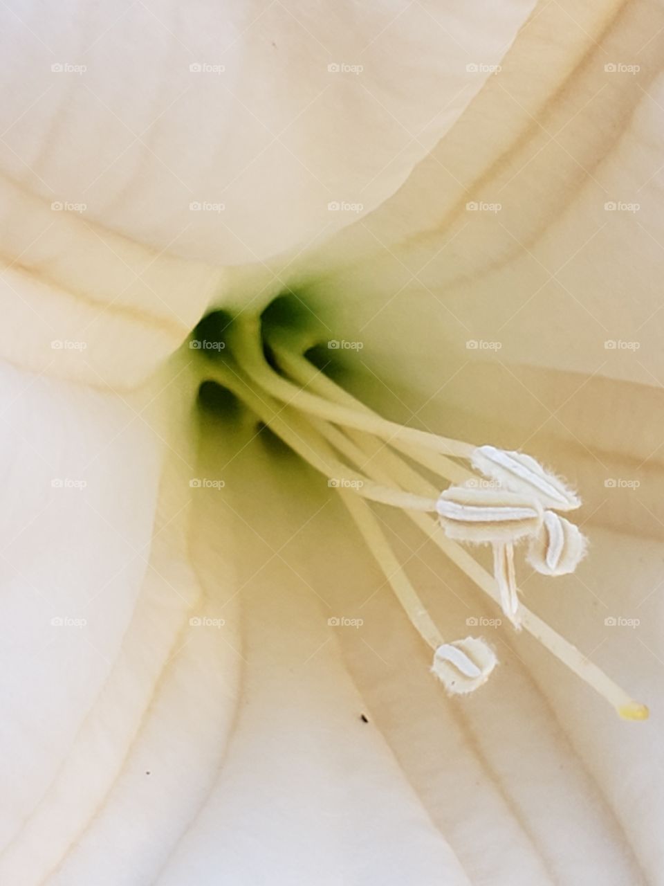 datura flower