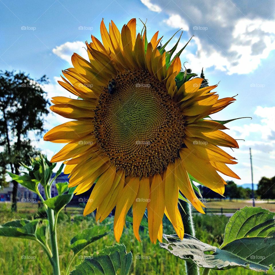 Giant sunflower. biggest one in the patch!