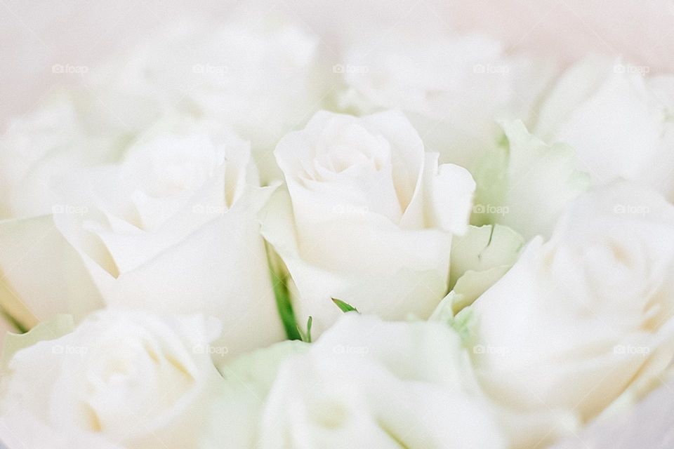 White roses.