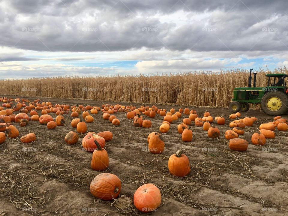 Pumpkin patch 