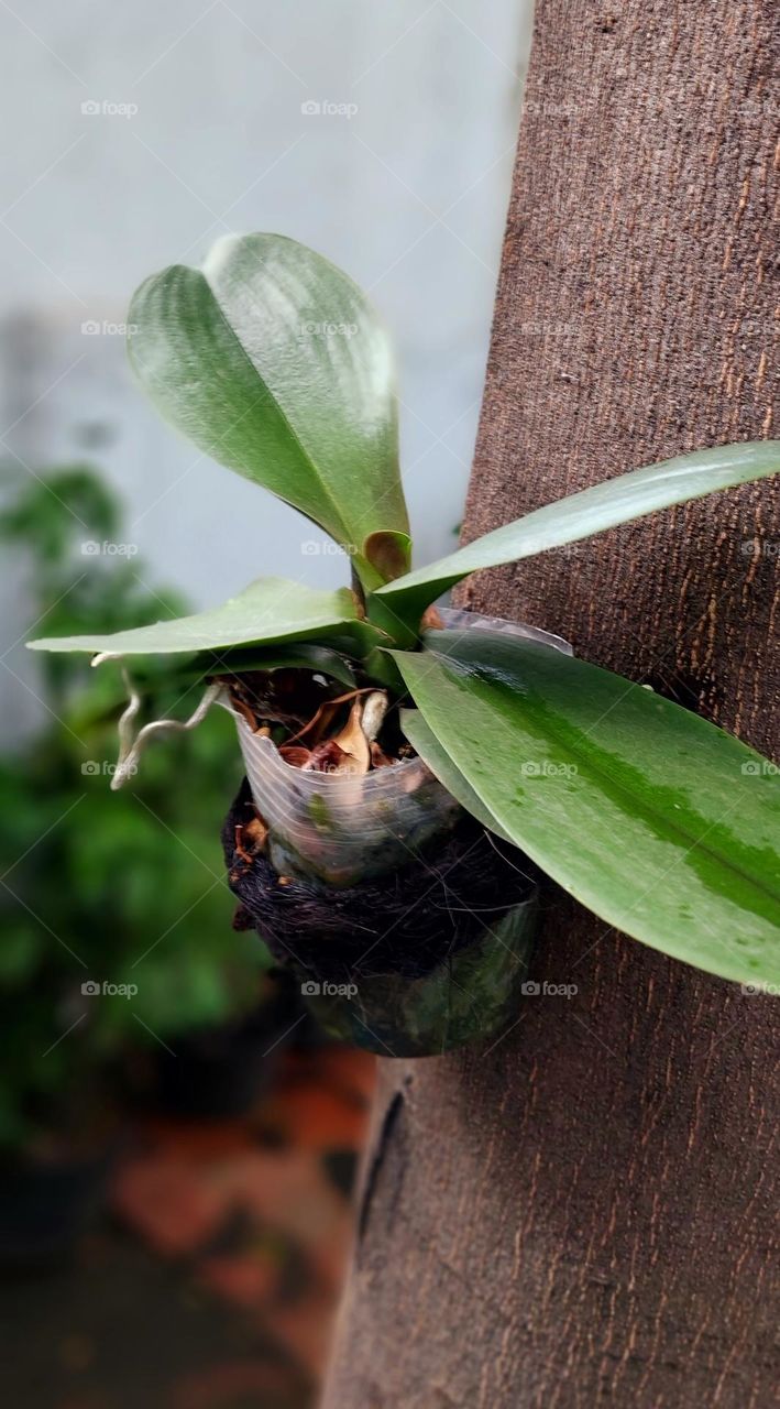 Phalaenopsis gigantea is a moon orchid that has large leaves, even the largest in the phalaenopsis genus