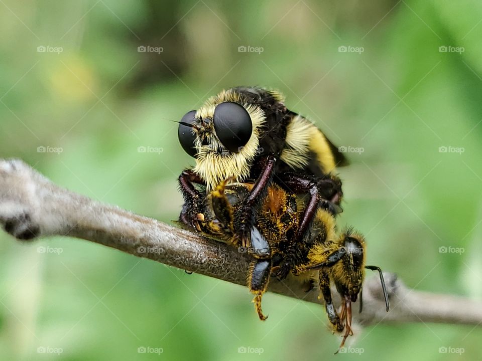 Macro of mallophora fautrix fly (Killer fly) and honeybee victim