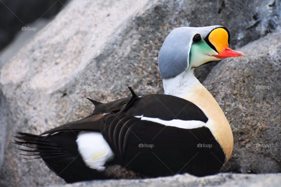 Male King Eider resting on a rock after eating various aquatic insects. 