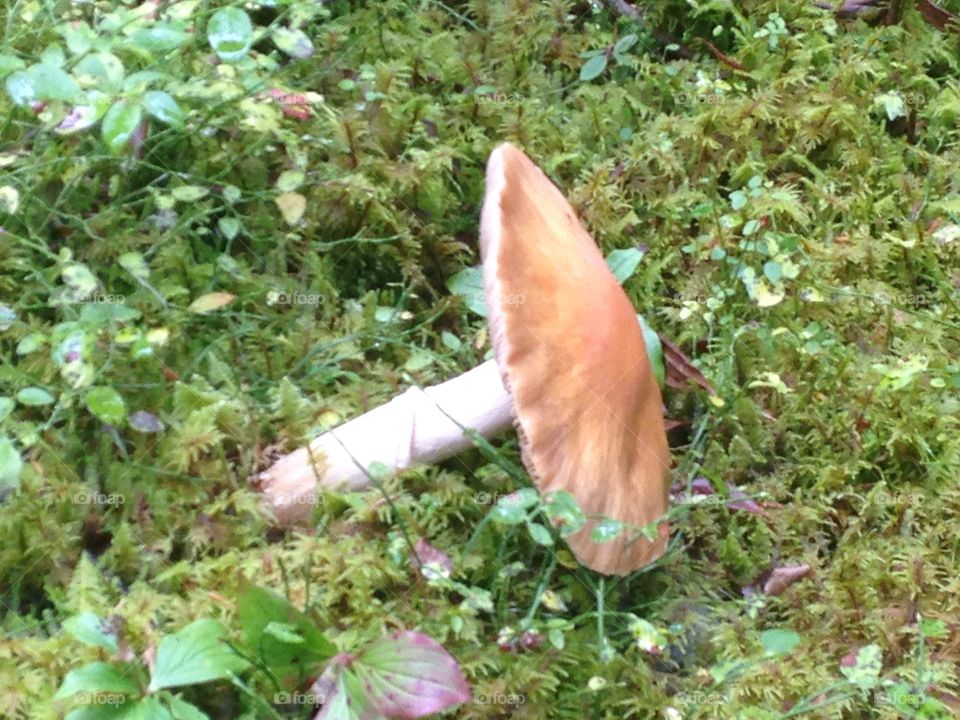 Mushroom close up 