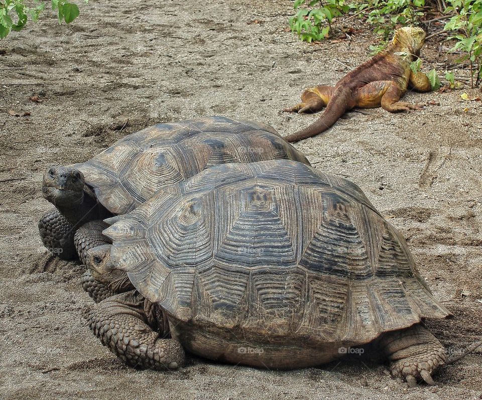 Turtles having a chat